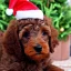 Placeholder: brown goldendoodle puppy with a santa hat