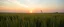 Placeholder: green grasses on the prairie, with golden sunset