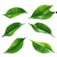 Placeholder: unconnected leaves with jagged edges on a white background