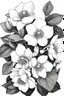 Placeholder: outline art of(Helleborus) only black and white, no colour , White background. sketch style, clean line art, white background, no shadow and clear, no people, no colour, for book