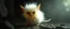 Placeholder: glowing quickling gremlin in the shadows with long fluffy white fur