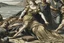 Placeholder: Agrippina reached the shore, Nero's men awaited her, and they mercilessly stabbed her to death stabbed her in the stomach with a dagger