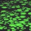 Placeholder: duckweed in a laboratory out of bladerunner