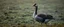 Placeholder: arsonist goose blob in the wild