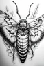 Placeholder: beautiful black and white realistic moth sketch