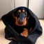 Placeholder: Make a disney style picture for my puppy with a blanket on her head. realistic disney setting, black and tan dachshund