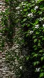Placeholder: critical point abstract a wall with bricks hanging on it branches of leaves and branches with white jasmine flowers
