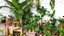 Placeholder: A photo of an indoor jungle with a variety of tropical plants. There are large plants with big leaves, like palms and ferns. There are also smaller plants with colorful flowers. The plants are placed in pots of different sizes and shapes. The pots are arranged on wooden shelves, crates, and the ground. The background is a white wall with a few holes.