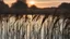 Placeholder: Reeds in the backlight and sunset sky reflection in the water