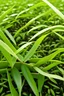 Placeholder: The rice grain and tea leaf, after growing, reach maturity from the ground. The rice yields golden clusters, while the tea produces beautiful green leaves.