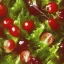 Placeholder: cherry on a salad leave high resolution backlight