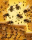 Placeholder: bees flutter over the hive, behind there is a honey yellow background and honeycombs