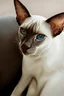 Placeholder: art by Boris Kostygov, intricate detailed Sphynx siamese cat with blue eyes