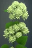 Placeholder: an isolated translucent hydrangea plant, 3d render, art nouveau style, ultra realistic, masked transparent flat background, backlight, popular on sketchfab, pixelsquid, 8k, volumetric lighting, super focused, no blur, trending on artstation, octane render, ultra detailed, hyperrealistic, by artgerm and alphonse mucha