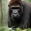 Placeholder: Photoreal henry cavill as a gorilla in the jungle at dawn by heavy mist