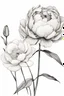 Placeholder: A ink drawing modern realism in fine line of a minimalist peony flower and one tulip flower black ink on white background