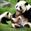 Placeholder: very beautiful realistic10 years old girl playing with a panda