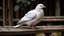 Placeholder: A white dove sitting on a wooden perch , with its head tucked under its wing, resting