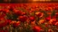 Placeholder: field of beautiful red poppies filled with yellow lights