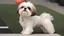 Placeholder: Charlotte hornets shih tzu