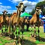 Placeholder: camels in a music festival