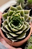 Placeholder: airy transparent ink Haworthia attenuata