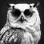 Placeholder: a portrait of a white owl wearing sunglasses