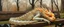 Placeholder: master oil painting by Rembrandt, close up portrait of transparent translucent dragon sleeping on a bench in the park