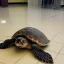 Placeholder: turtle goes to the hospital