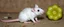 Placeholder: rat albino hot dog