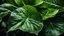 Placeholder: Close up of a fig tree leaf, high details,dark place