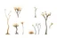 Placeholder: "Isolated concept art of multiple types of alien tree plant on a plain neutral background. Designed for Desert biome – dry, spiky, brittle grass with sharp edges, thorn-like blades, and pale dusty colors