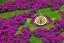 Placeholder: Sundial in the middle of a flower garden