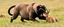 Placeholder: pug lion panther hunting gazelle