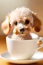 Placeholder: Una imagen con fondo desenfocado de perrito de raza caniche toy de color albaricoque con rizos suaves sentado dentro de una taza de té de porcelana blanca, con una expresión tierna y ojos grandes y brillantes.