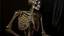 Placeholder: A realistic oil painting of a human skeleton, intricate details and shading, inspired by the works of Leonardo DaVinci and Albrecht Dürer, dark background with dramatic lighting, long shot to show full body, hyperrealistic style.