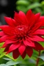 Placeholder: Flower higanbana red