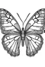 Placeholder: Simple on line draw for kids 'Monarch Butterfly' inolated on white, white background, without color, black and white, full image