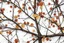 Placeholder: detailed Real Tree Camouflage made of bare branches, fir branches, dried maple leaves, snow and dirt, light shadows, white background, seamless repeatable texture camo pattern, muted color