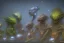 Placeholder: aliens from each species