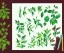 Placeholder: vector plants and herb set illustration. watercolor