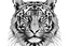 Placeholder: A black and white drawing of a tiger's head looking straight. drawing with a minimum number of lines, details of the tiger