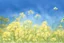 Placeholder: bottom half canola plants detailed, top half sky, watercolor illustration