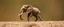 Placeholder: ant elephant