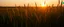 Placeholder: green grasses silhouette on the prairie, with golden sunset