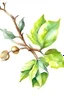 Placeholder: oak bud branch green. watercolor drawing.