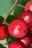 Placeholder: Sumptuous red berries; post-impressionism; abstract art; Vincent Van Gogh