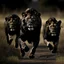 Placeholder: black lions running