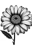 Placeholder: black daisy flower VECTOR illustration white background