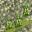 Placeholder: cartoon grasshoppers on a branch